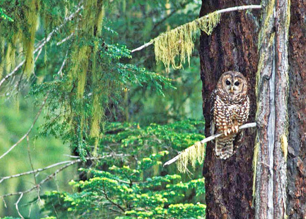 spotted owl